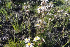 Athrixia heterophylla heterophylla