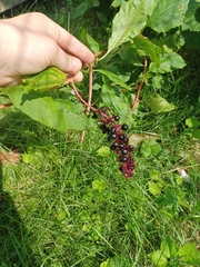 Phytolacca americana