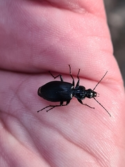 Limodromus