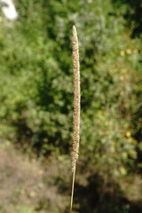 Phleum phleoides
