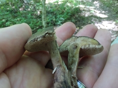 Sarcodon atroviridis