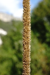 Phleum phleoides
