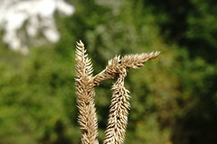 Phleum phleoides