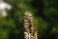 Phleum phleoides