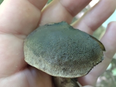 Sarcodon atroviridis