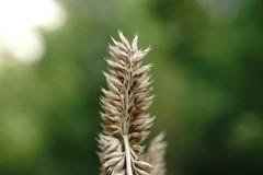 Phleum phleoides
