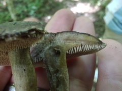 Sarcodon atroviridis