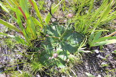 Hermas ciliata