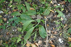 Plantago urvillei