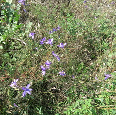 Delphinium consolida paniculatum