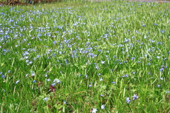 Scilla siberica