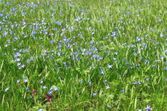 Scilla siberica