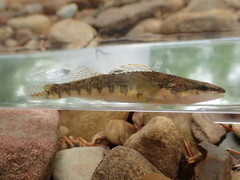 Etheostoma spilotum