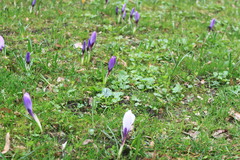 Crocus vernus