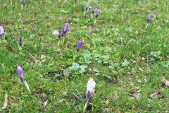 Crocus vernus
