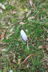 Crocus vernus