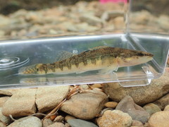 Etheostoma spilotum