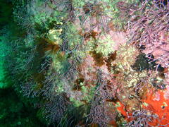 Amphiroa ephedraea
