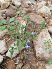 Salvia hirsuta