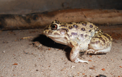 Leptodactylus bufonius