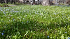 Scilla siberica
