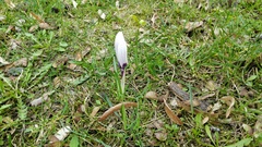 Crocus vernus