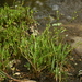 Ranunculus nodiflorus - Photo (c) François-Xavier Taxil, algunos derechos reservados (CC BY-NC), subido por François-Xavier Taxil