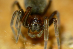 Titanoecidae