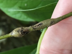 Neolasioptera linderae