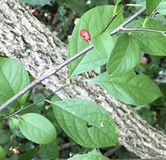 Neolasioptera linderae