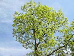 Acer platanoides