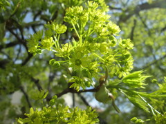 Acer platanoides