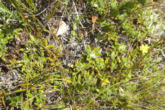 Cullumia aculeata sublanata