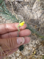 Linaria sabulosa