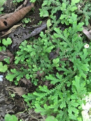 Selaginella eurynota