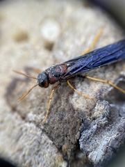Tremex columba