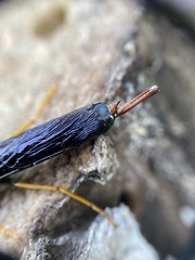 Tremex columba