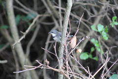 Apalis thoracica