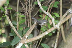 Apalis thoracica