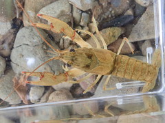 Faxonius cristavarius