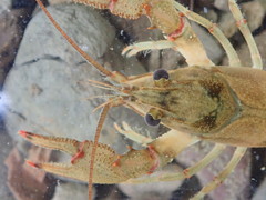 Faxonius cristavarius