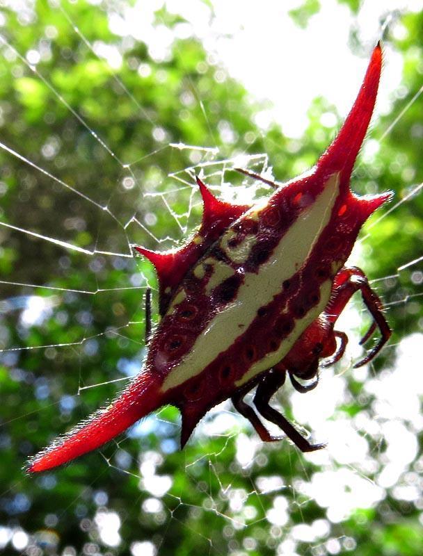 Medium-wing Kitespider