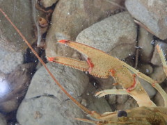 Faxonius cristavarius