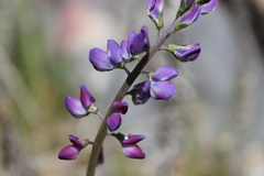 Lupinus truncatus