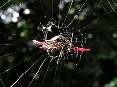 Gasteracantha milvoides