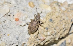 Cycloderes canescens