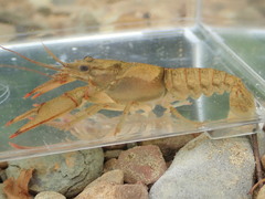 Faxonius cristavarius