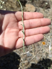 Adenophyllum cooperi