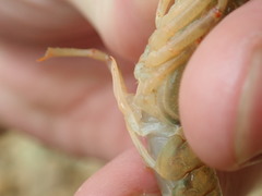 Faxonius cristavarius