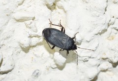 Lethaeus cribratissimus